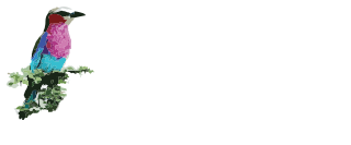 Kambu